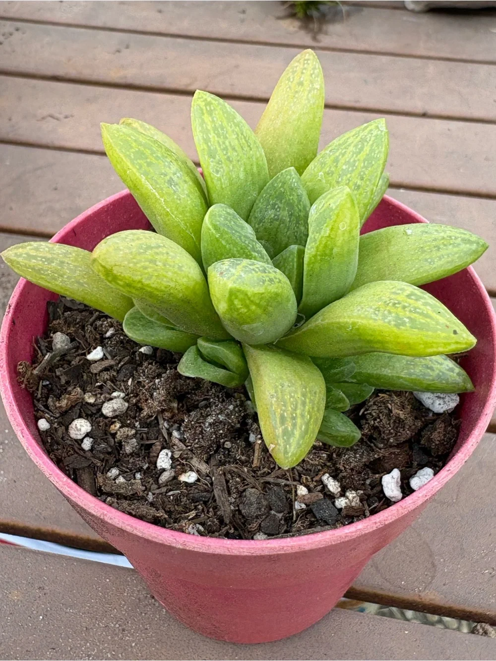 Haworthia Green Succulent in Pink Pot - Home Accents
